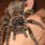 Giant Pet Spiders