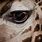 Giraffe Eye Close Up