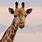 Giraffe Images. Free