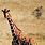 Giraffe Phone Wallpaper