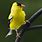Goldfinch Images