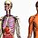 Google Human Body
