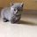 Gray Munchkin Cat