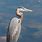 Great Blue Heron Photos