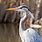 Great Blue Heron Pictures Free