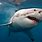 Great White Shark 4K