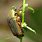 Green June Bug Beetle