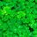 Green Leaf Clover