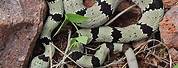 Green Rock Rattlesnake