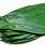 Green Ti Leaf