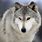 Grey Wolf Endangered