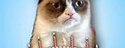 Grumpy Cat Happy Birthday Card Memes