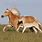 Haflinger Horse Running