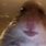 Hamster Staring FaceTime Meme