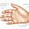 Hand Region Anatomy