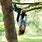 Hanging Upside Down Tree
