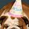 Happy Birthday Bulldog Funny