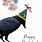 Happy Birthday Crow