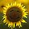 Happy Sunflower Image