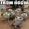 Harry Potter Owl Meme