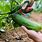 Harvesting Cucumbers