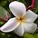 Hawaiian Jasmine Flower