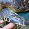Hawksbill Sea Turtle Claws