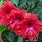 Hibiscus Tree Plants