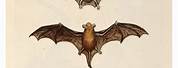 High Res Bat Anatomy Vintage