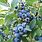 Highbush Blueberry Varieties