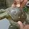 Hindu Turtle