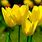 Hoa Tulip Vang