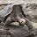 Hood Island Tortoise