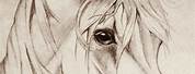 Horse Face Sketch
