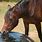 Horse Trough