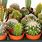 Household Cactus Plants