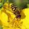 Hover Fly Image