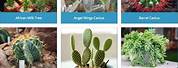 How to Identify Cactus Plants
