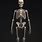 Human Anatomy Skeleton Model