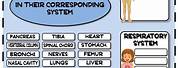 Human Body Systems Worksheets for Kids