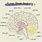 Human Brain Anatomy Drawing