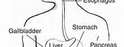 Human Digestive System Outline