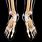Human Foot Skeleton
