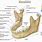 Human Jaw Bone Anatomy