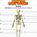 Human Skeleton Label Worksheet