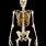 Human Skeleton Picture