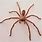 Huntsman Spider Pictures