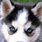 Husky Puppy Dog Eyes