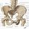 Iliac Crest Bone Anatomy