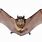 Image of a Bat